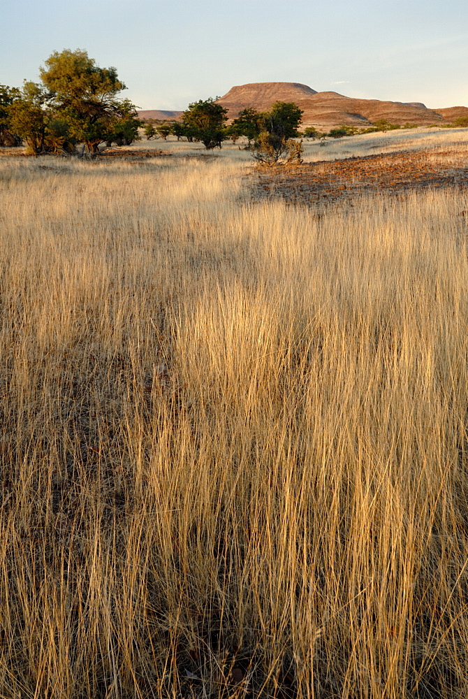 Tall grass in late evening, Damararaland, Namibia, Africa