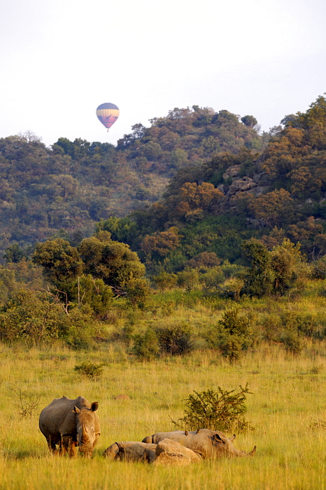 Group of white rhinos and balloon, Pilanesberg National Park, Sun City, South Africa, Africa