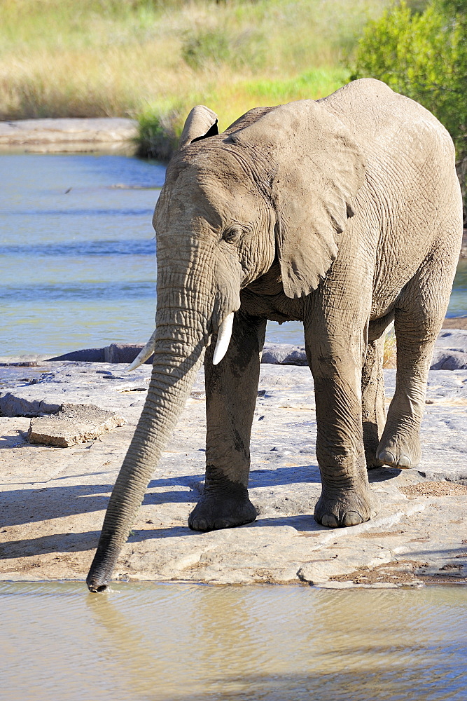 Elephant drinking, Pilanesberg National Park, Sun City, South Africa, Africa