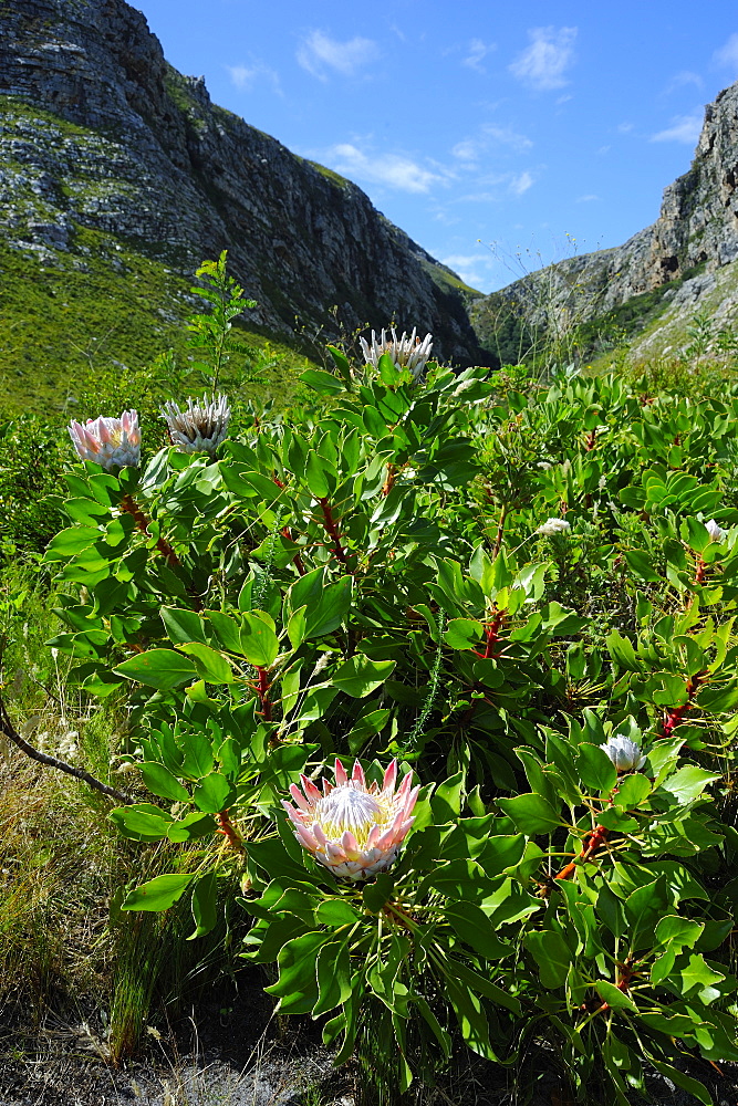 Protea, the national flower, Garden Route, Cape Province, South Africa, Africa