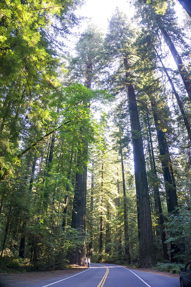 Redwood National State Park, UNESCO World Heritage Site, California, United States of America, North America