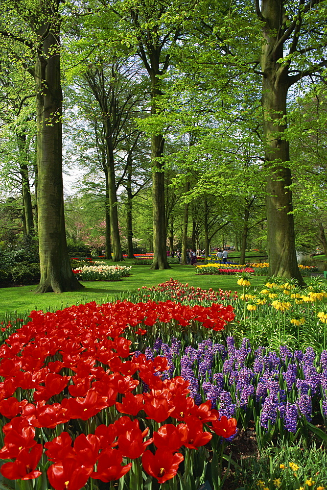 Tulips and hyacinths in the Keukenhof Gardens at Lisse, the Netherlands, Europe