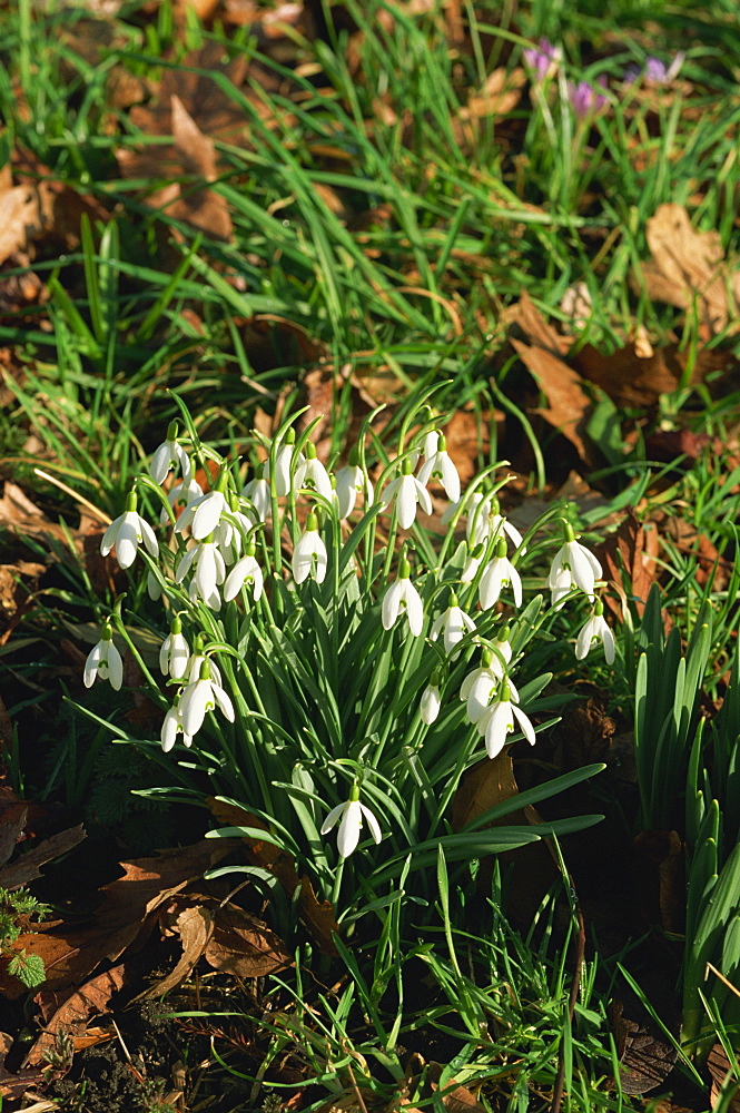 Snowdrops