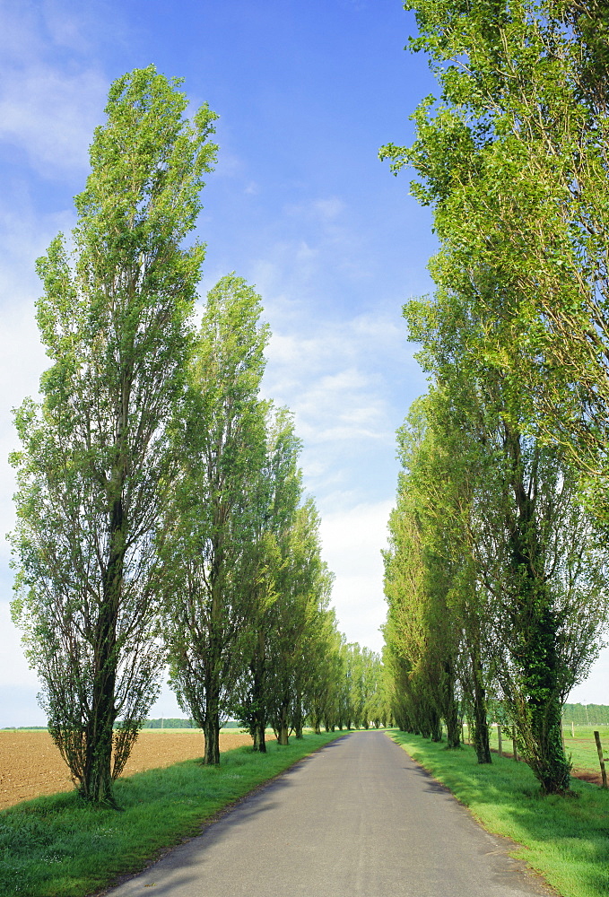 Typical tree-lined road near Les Andelys, Seine-Maritime, Normandy (Haute Normandie), France, Europe