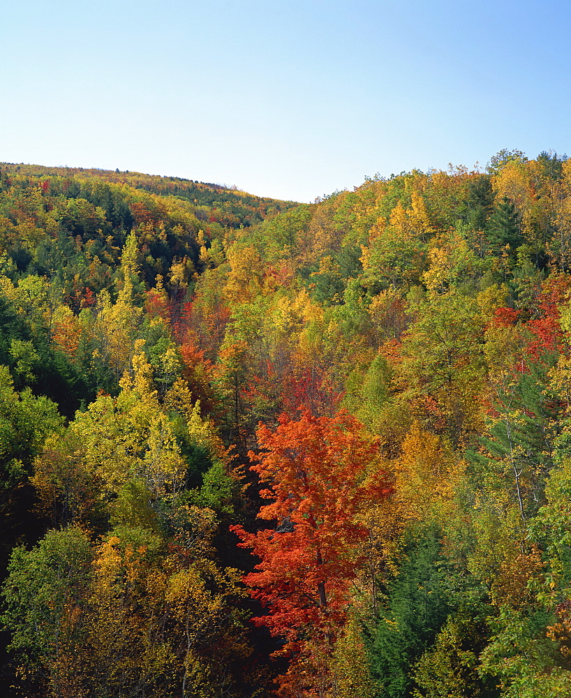 Trees in fall colours in woods in the Acadia National Park, Maine, New England, United States of America, North America