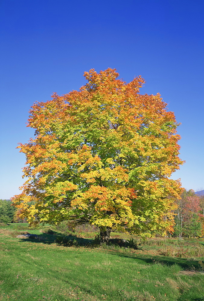 Maple tree in fall colours in the White Mountains, New Hampshire, New England, United States of America, North America