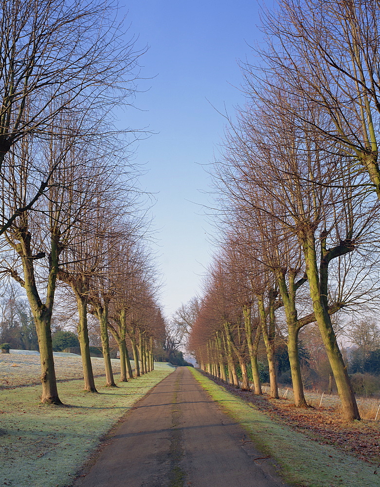 Straight, empty tree lined road in winter, near Mickleham, Surrey, England, United Kingdom, Europe