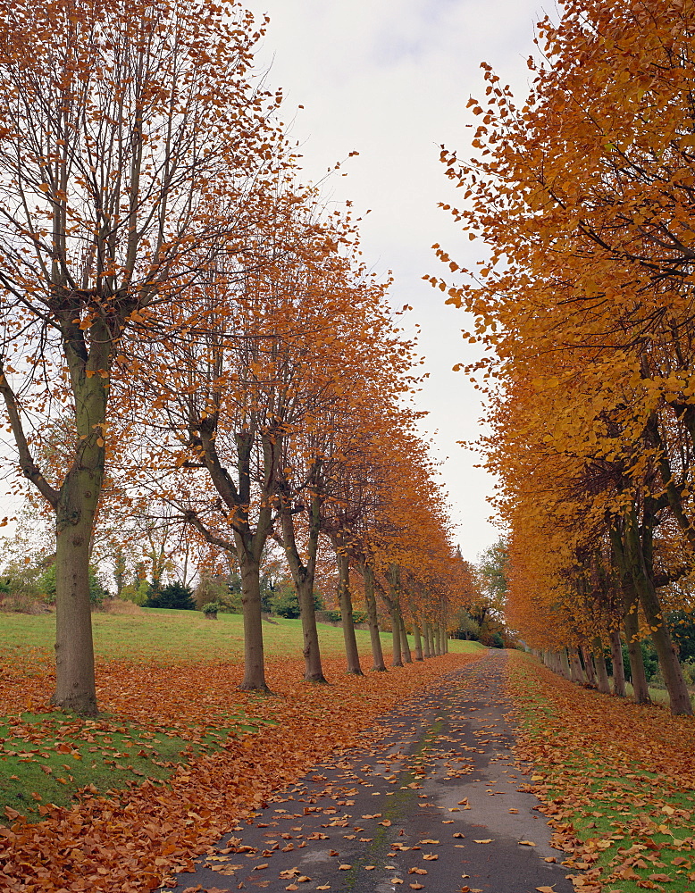 Straight, empty tree lined road in autumn, near Mickleham, Surrey, England, United Kingdom, Europe