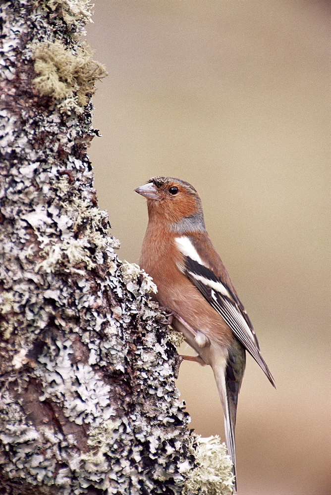 Male chaffinch, Highland region, Scotland, United Kingdom, Europe