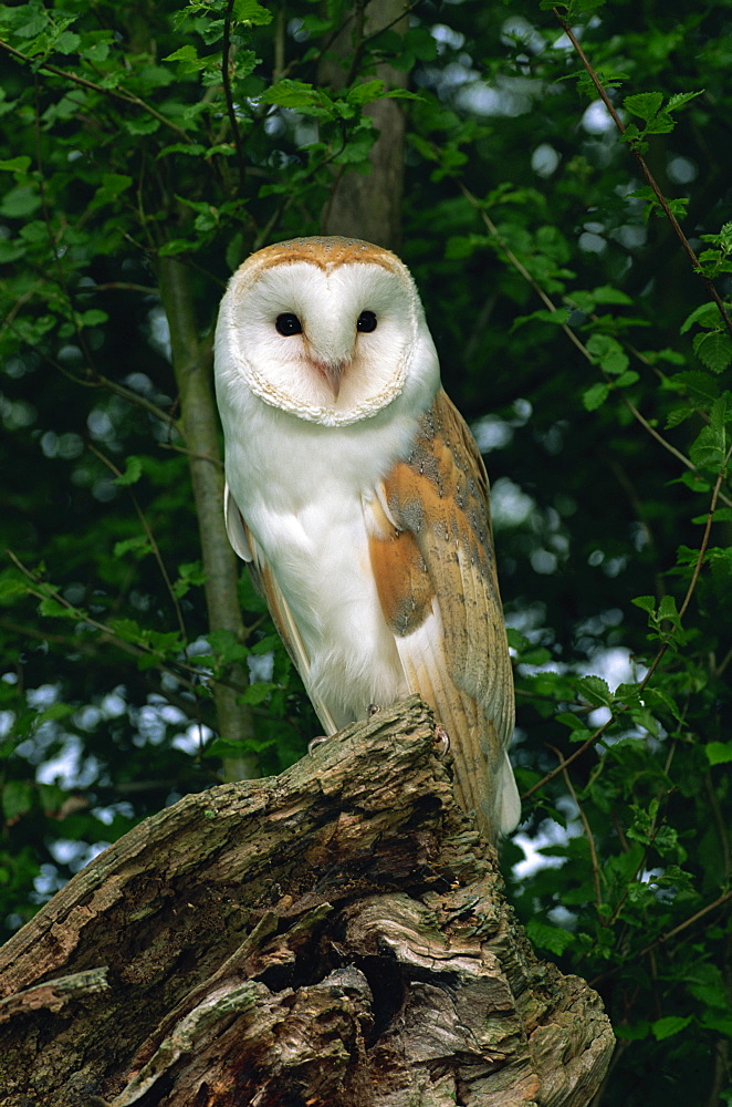 Barn owl, Warwickshire, England, United Kingdom, Europe