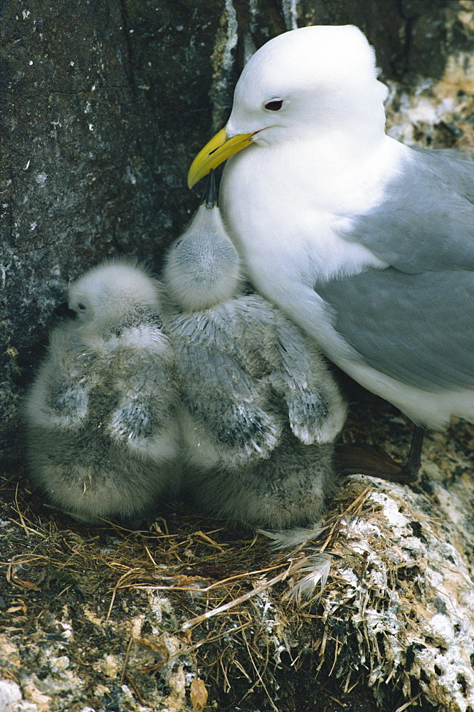 Kittiwake with young on nest, Farne Islands, Northumberland, England, United Kingdom, Europe