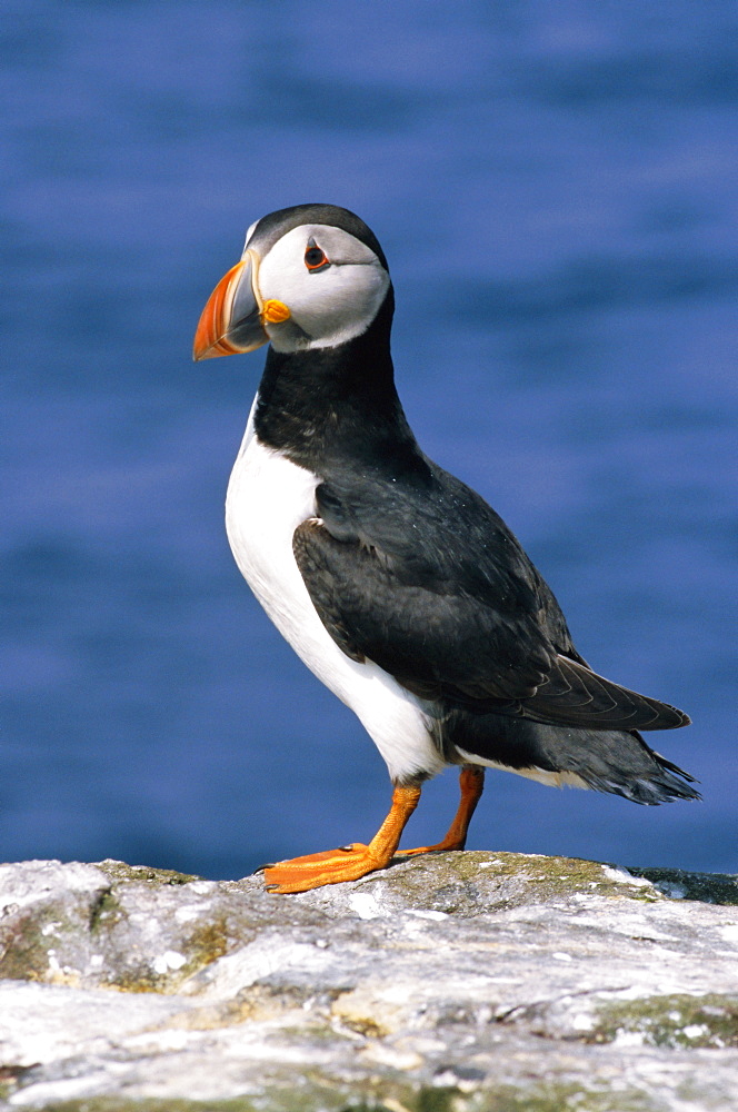 A puffin standing on rock, Farne Islands, Northumberland, England, UK