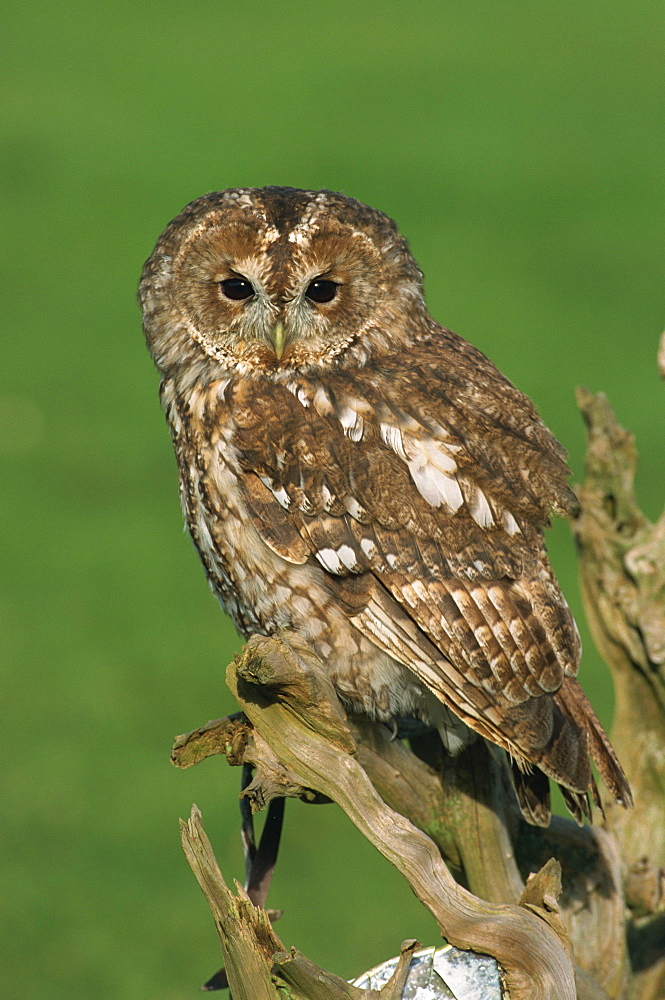 Tawny Owl (Strix aluco)