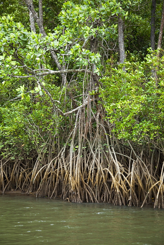 Mangroves, Port Douglas, Queensland, Australia, Pacific