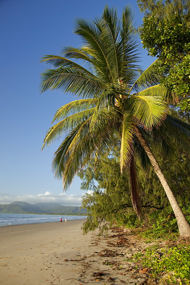 Four Mile Beach with coconut palm trees, Port Douglas, Queensland, Australia, Pacific