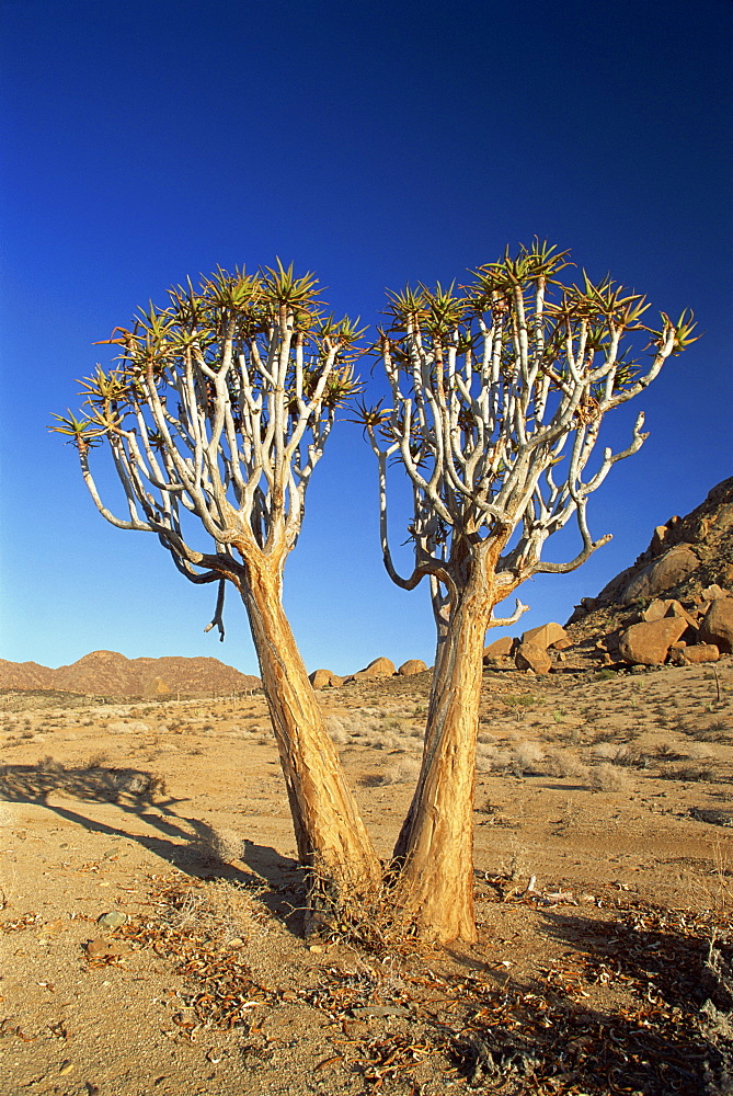 Quiver trees, Richtersveld, north Cape Province, South Africa, Africa