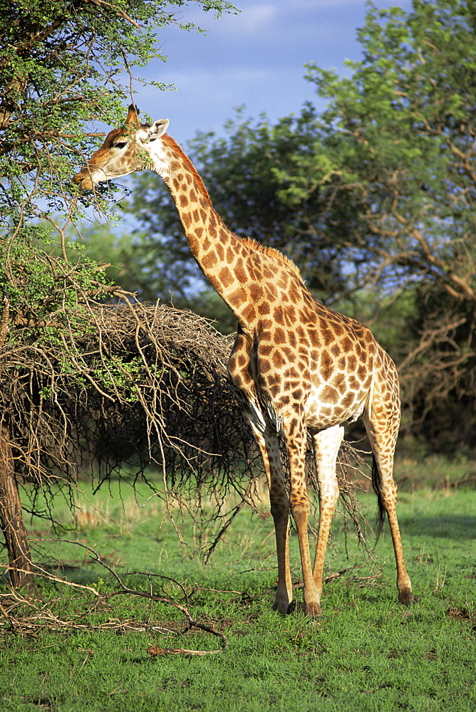 Giraffe, Mkuzi Game Reserve, Natal, South Africa, Africa