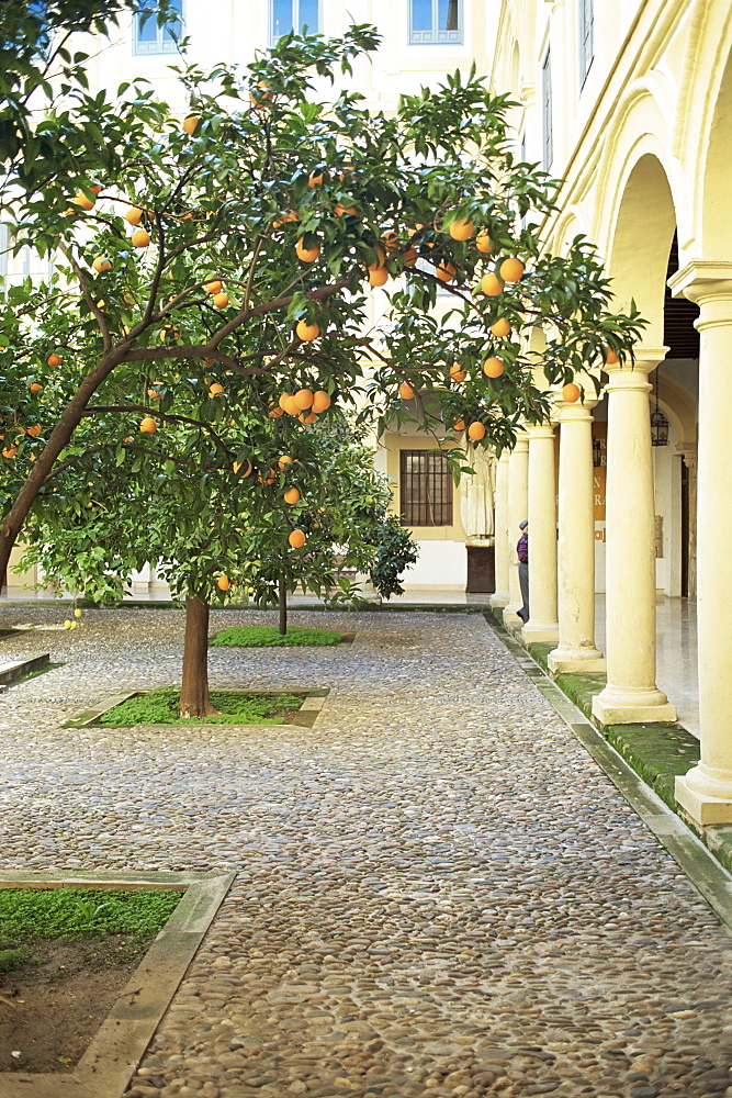 Orange tree in courtyard, Cordoba, Andalucia, Spain, Europe