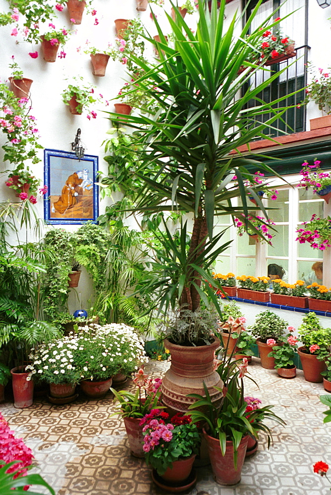 Cordoba - Spain - May Festivals - A patio open to the public during the annual competition for best patios