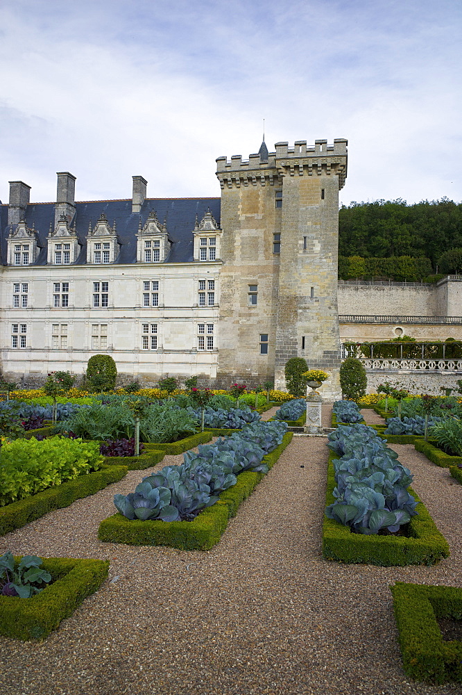 Vegetable garden, Chateau de Villandry, UNESCO World Heritage Site, Indre-et-Loire, Touraine, Loire Valley, France, Europe