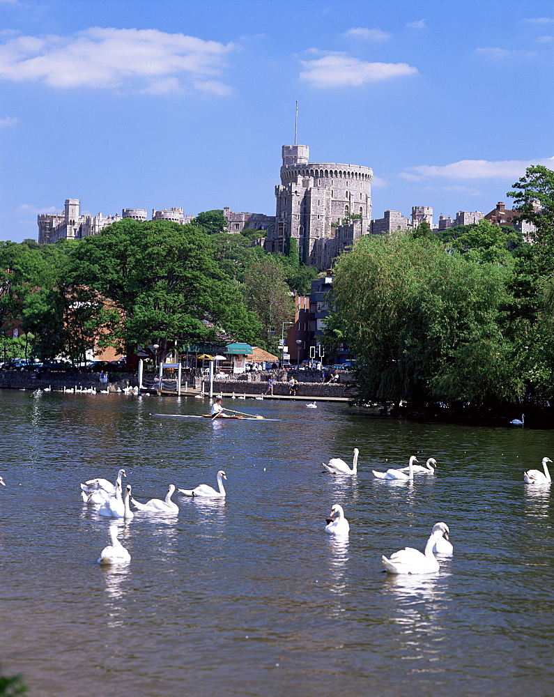 Swans on the River Thames with Windsor Castle behind, Windsor, Berkshire, England, United Kingdom, Europe