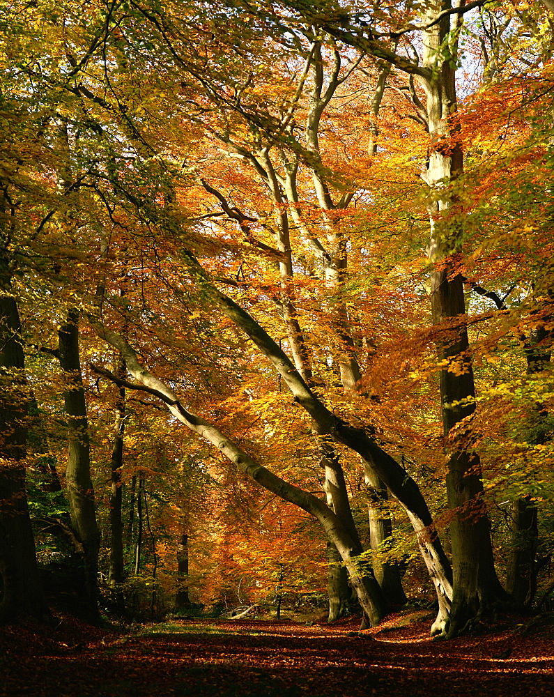 Beech trees in autumn foliage in a National Trust wood at Ashridge, Buckinghamshire, England, United Kingdom, Europe