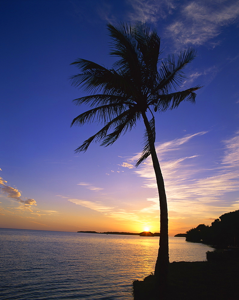 Silhouette of a palm tree against the sunset on the coast of Florida, United States of America, North America