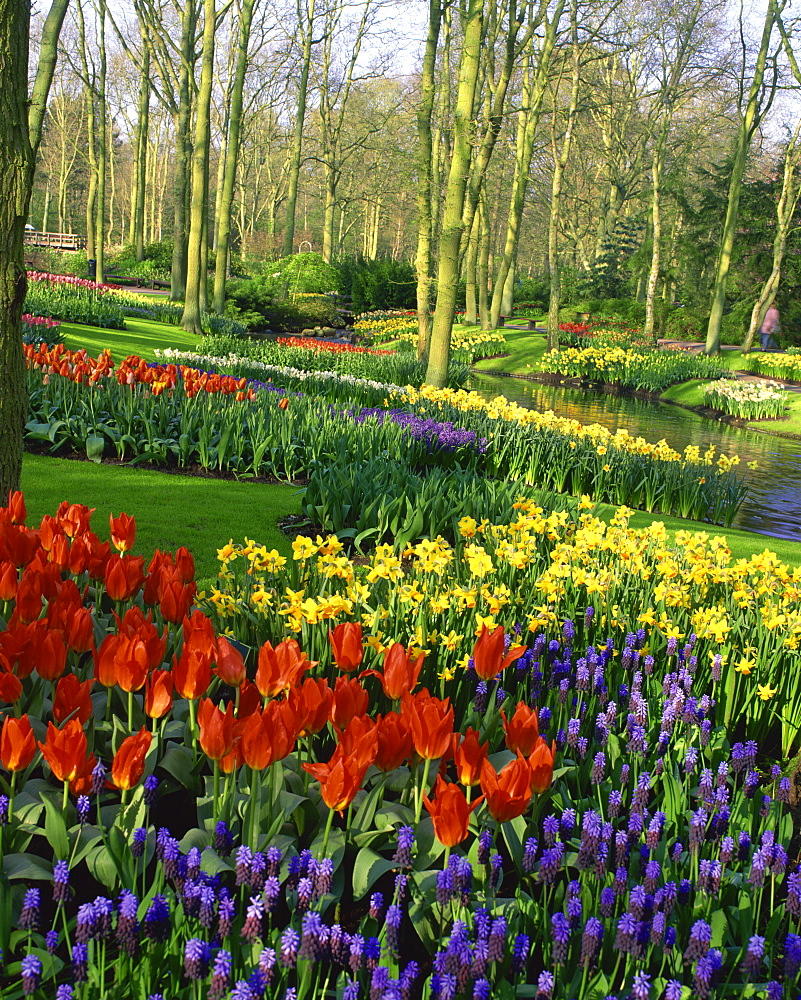 Flowering bulbs on display at the Keukenhof Gardens in Lisse, Holland, Europe