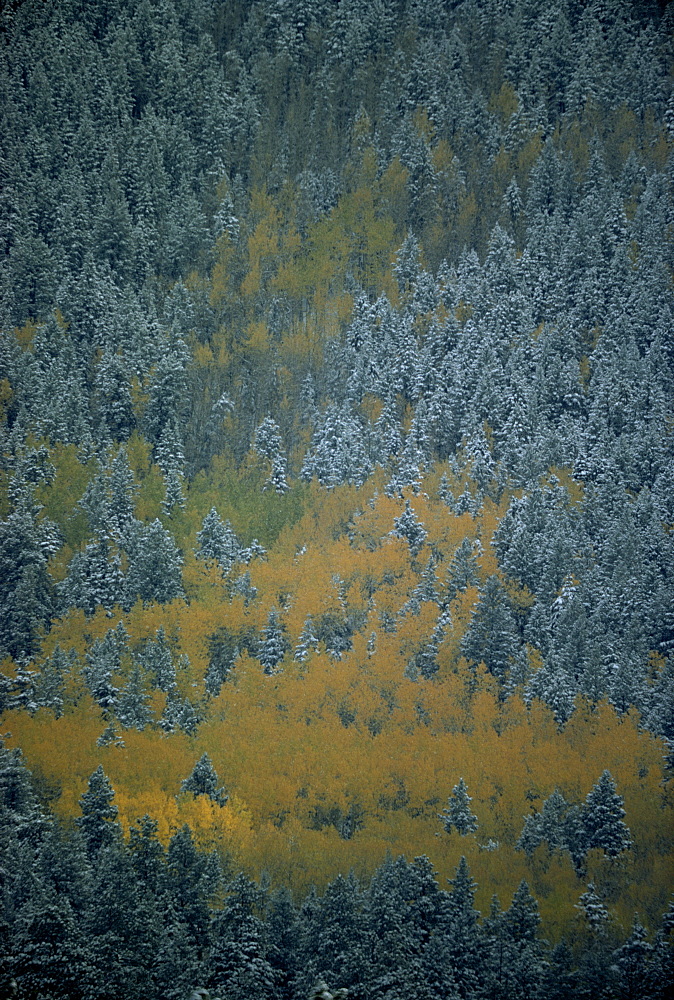 Aerial view over section of forest in autumn