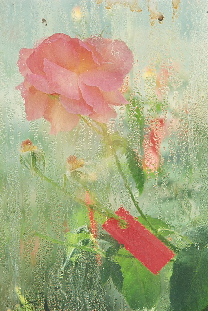 Pale salmon pink rose against a window pane with heavy condensation