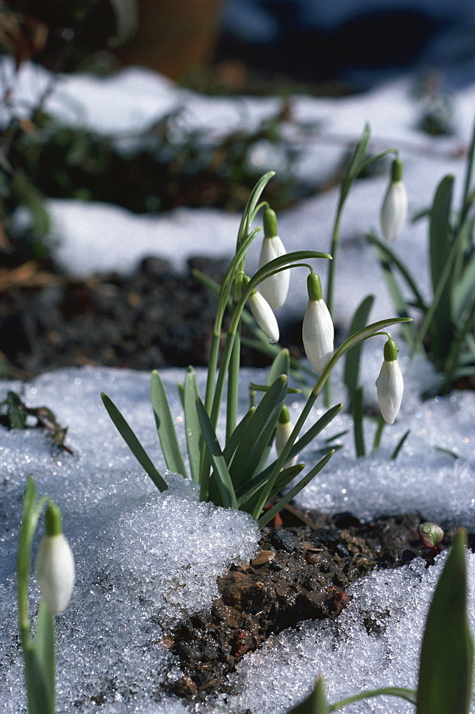 Snowdrops in spring