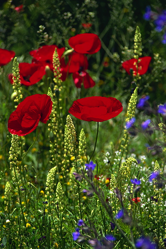 Wild flowers and poppies, Cappadocia, Anatolia, Turkey, Asia Minor, Eurasia