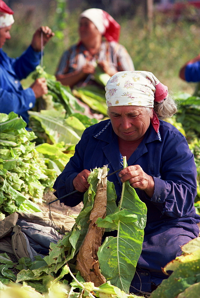 Portrait of an elderly woman threading leaves onto a skewer in Bulgaria, Europe