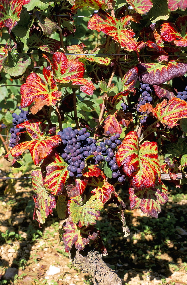 Vineyards near Nuits St. Georges, Burgundy, France, Europe