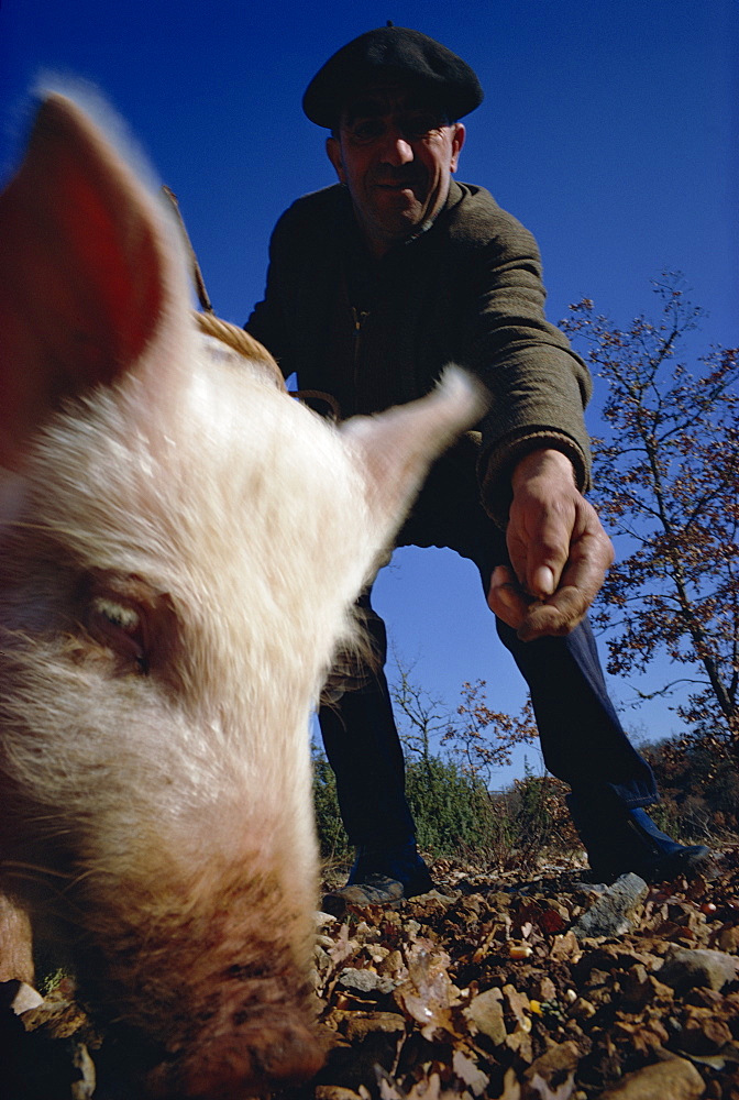 Man and his pig looking for truffles