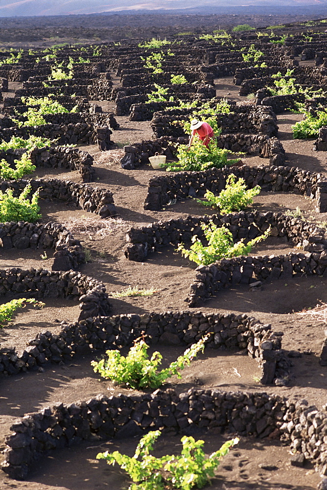 Vineyards dug into lava flows, with walls to protect vines from wind, Valley of La Geria, Lanzarote, Canary Islands, Spain, Europe