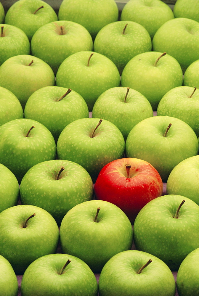 Single red apple among a number of green apples