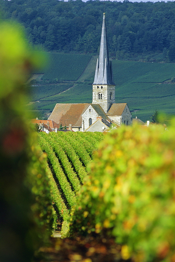 Chamery, Montagne de Reims, Champagne, France, Europe