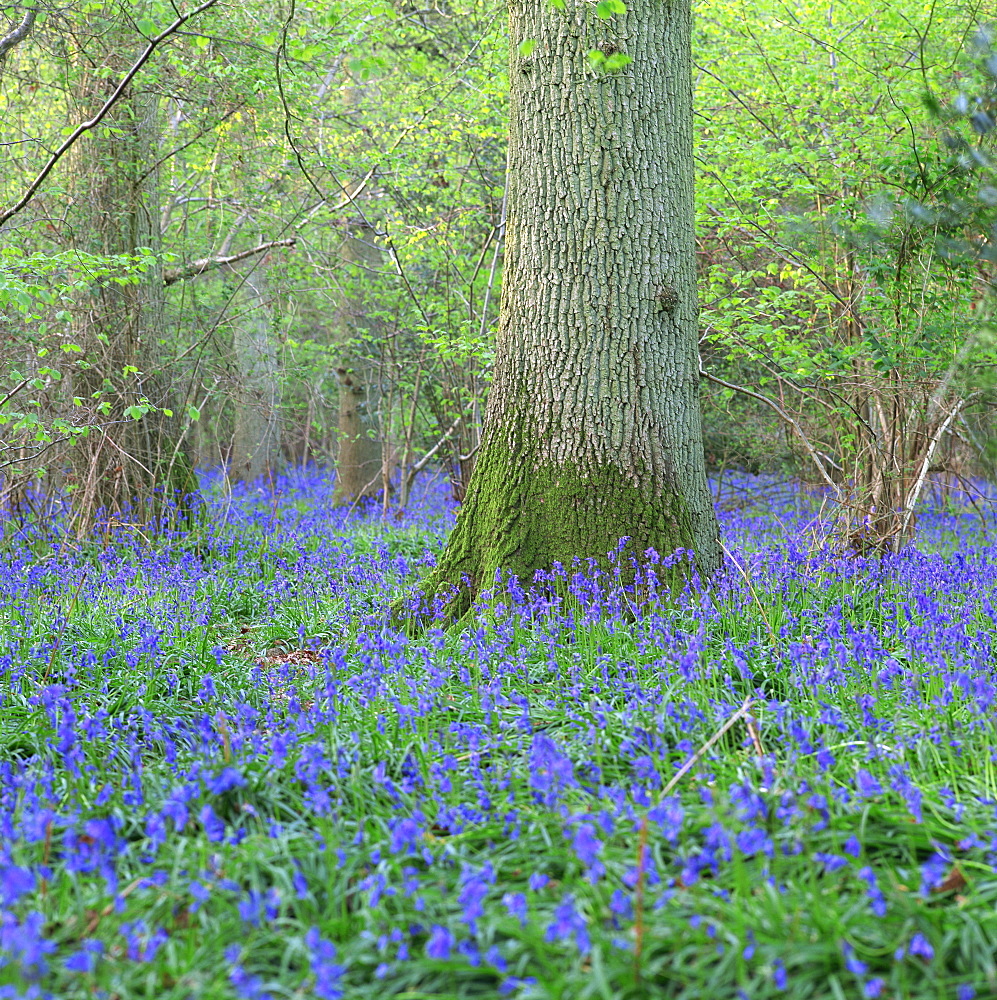 Bluebells in a wood in England, United Kingdom, Europe