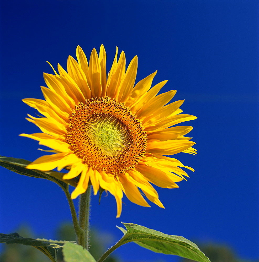 Sunflower, Tuscany, Italy, Europe