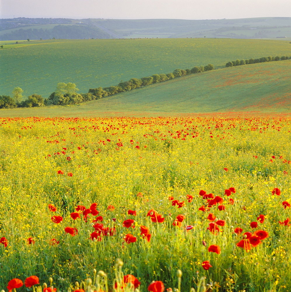 Poppy fields, South Downs, Sussex, England, UK, Europe