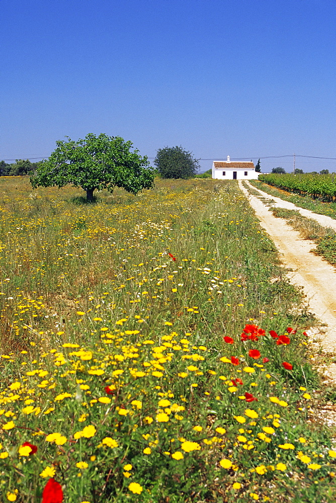 Wild flowers near Tavira, Algarve, Portugal, Europe