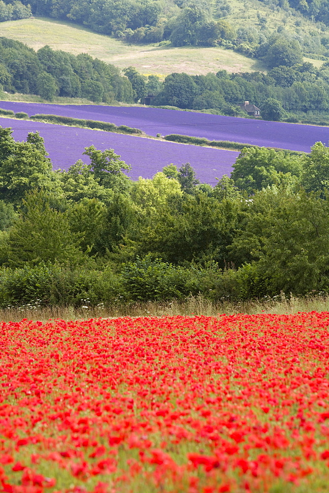 Lavender and poppies, Shoreham, near Sevenoaks, Kent, England, United Kingdom, Europe