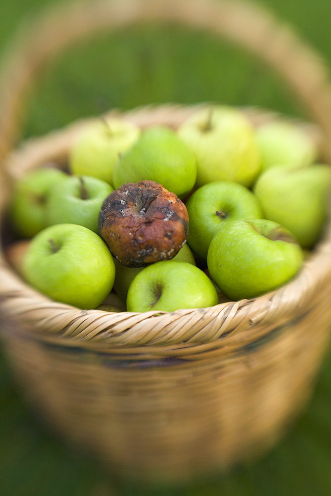 Basket of green apples with one rotten one