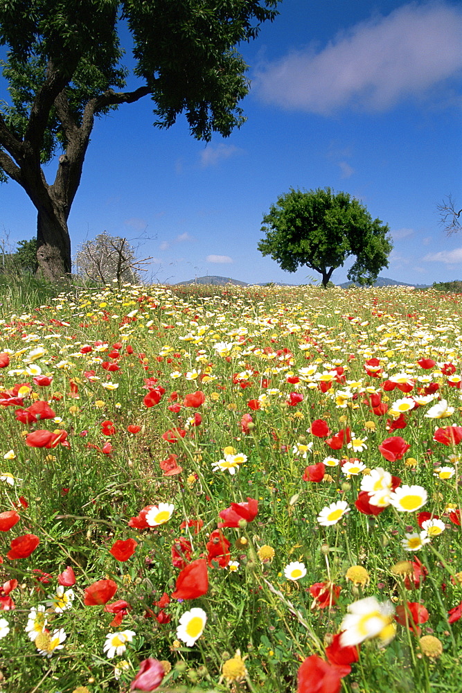 Spring flowers, Majorca, Balearic Islands, Spain, Europe