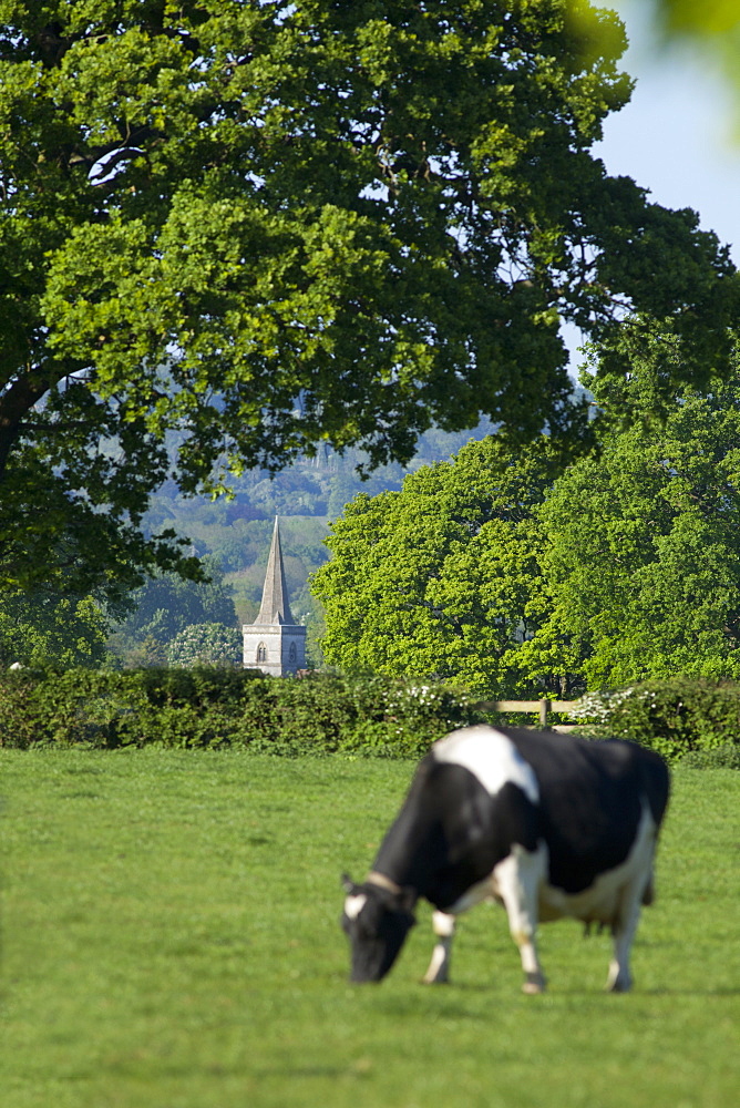 Brockham church spire across fields, Surrey Hills, Surrey, England, United Kingdom, Europe