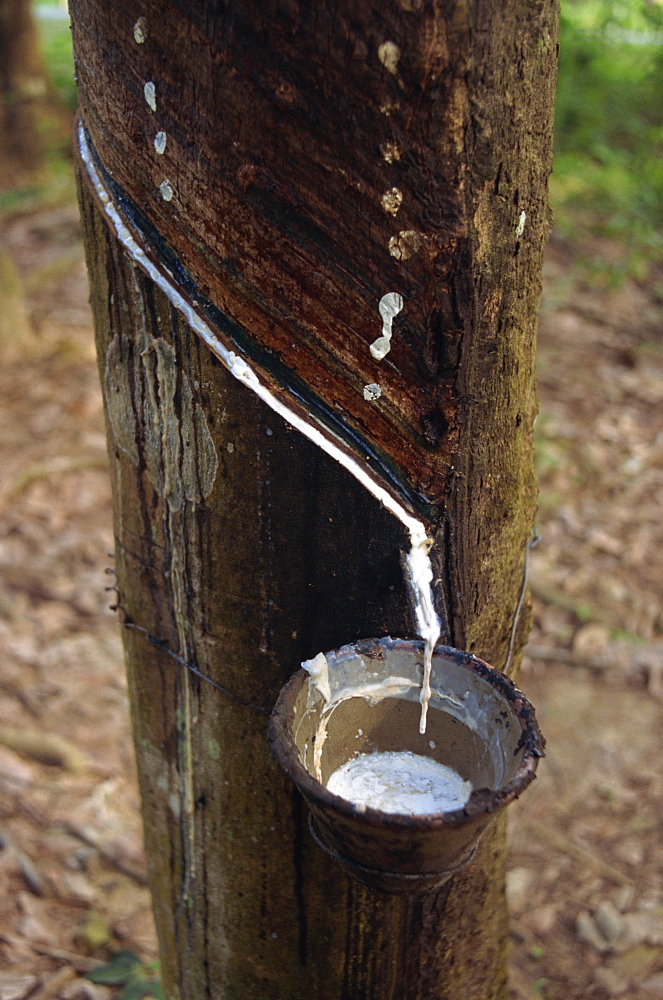 Close-up of latex collecting in a pot during the process of rubber tapping in Malaysia, Southeast Asia, Asia