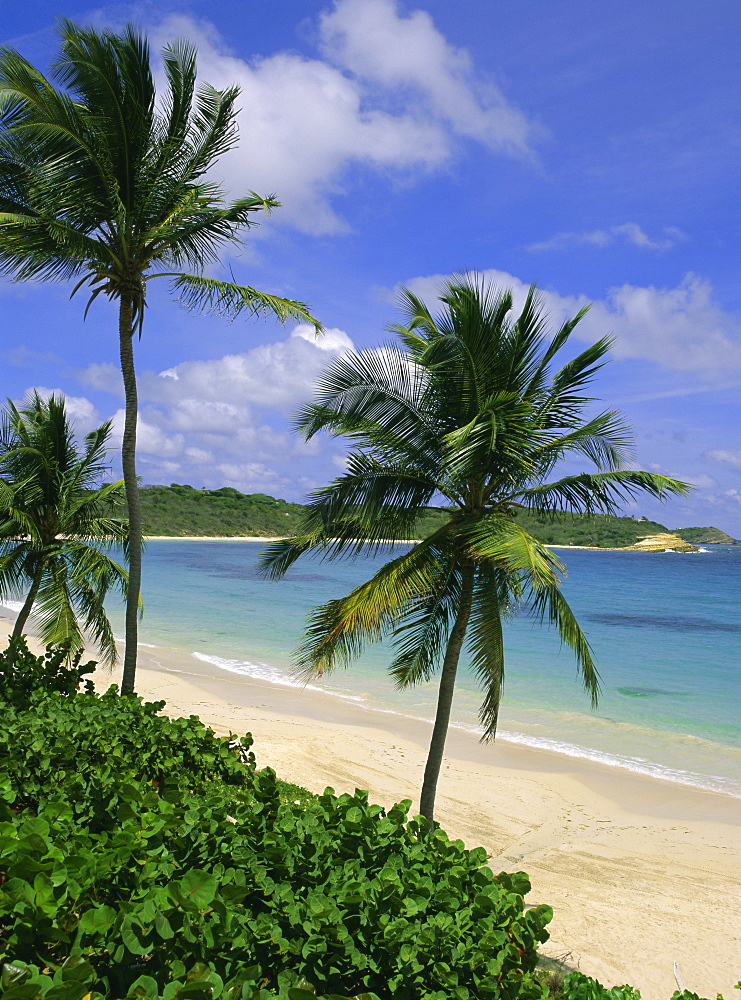 Palm trees and beach, Half Moon Bay, Antigua, Leeward Islands, Caribbean, West Indies, Central America