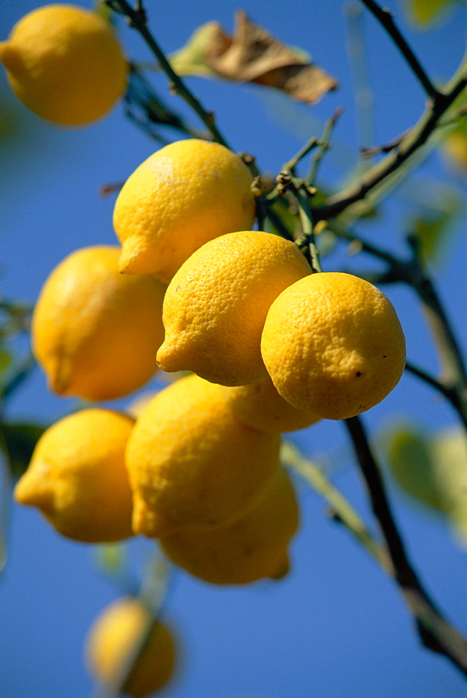 Close-up of lemons on tree, Spain 