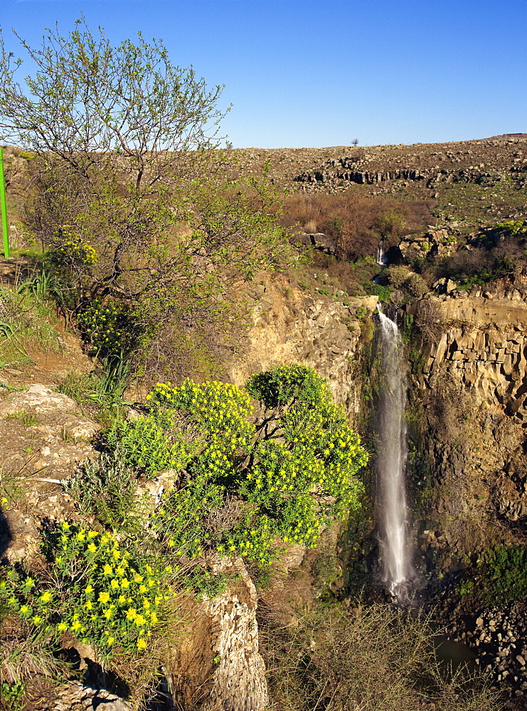 Wild flowers and waterfall in the Gamla Nature Reserve on the Golan Heights, Israel, Middle East